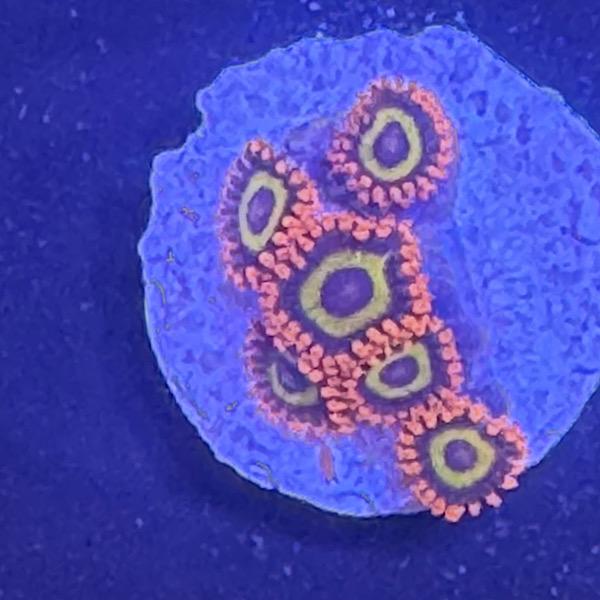 Zoanthus "Fruit Loops"