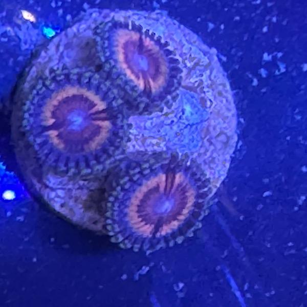 Zoanthus "Sonic Flare"