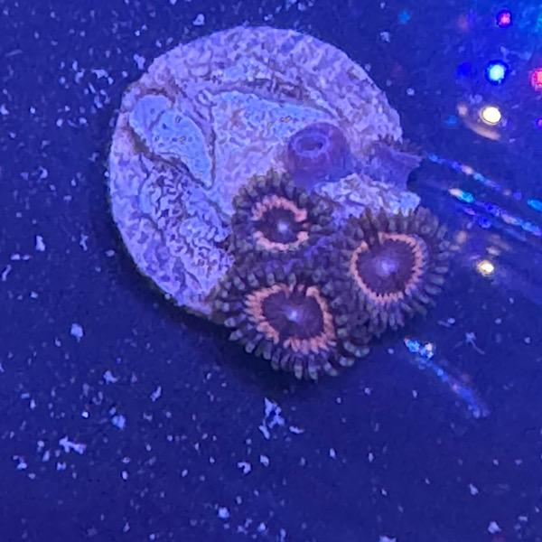 Zoanthus "Sonic Flare"