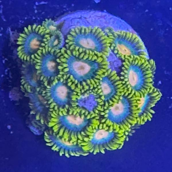 Zoanthus "Greenbay Packers"
