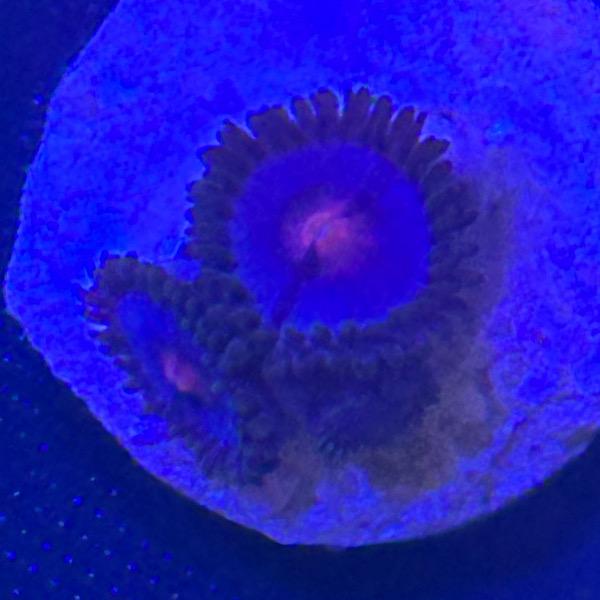 Zoanthus Blue Kisses / Miami Vice