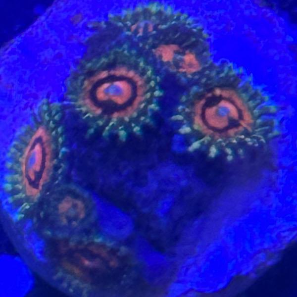 Zoanthus Rainbow Incerator