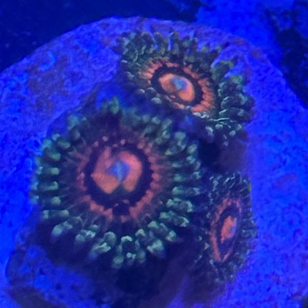 Zoanthus Rainbow Incerator