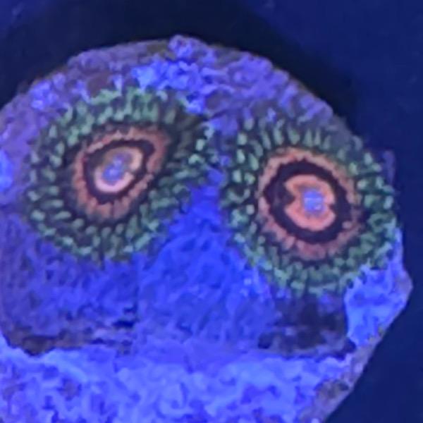 Zoanthus Rainbow Incerator