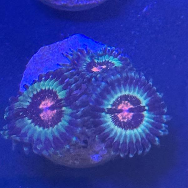 Zoanthus Flamming Lotus
