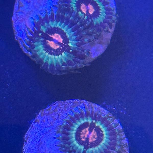 Zoanthus Flamming Lotus