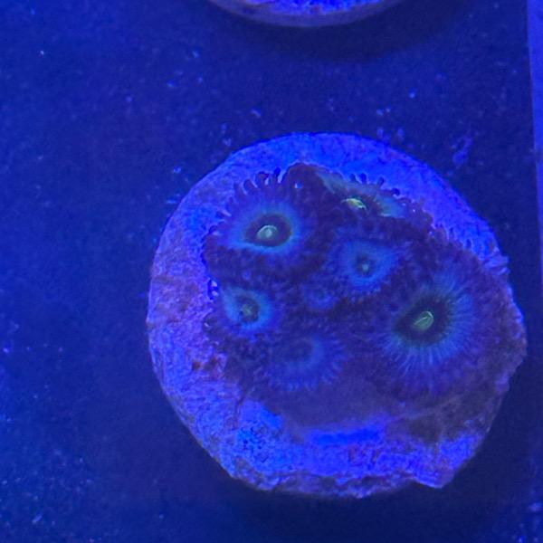 Zoanthus "Frozen Nebula"