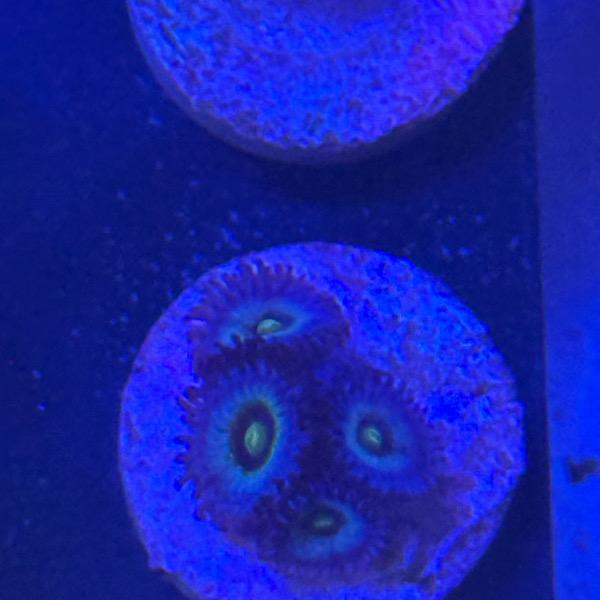 Zoanthus "Frozen Nebula"
