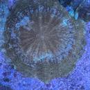 Acanthophyllia deshayesiana - WYSIWYG 3