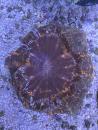 Acanthophyllia deshayesiana - Warpaint - WYSIWYG 1