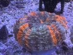 Acanthophyllia deshayesiana - Warpaint - WYSIWYG 3