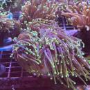 Fimbriaphyllia / Euphyllia glabrescens - Dragon Soul Gold