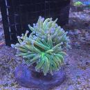 Fimbriaphyllia / Euphyllia glabrescens - Real Holy Grail 2 - Doppelkopf - WYSIWYG