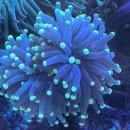 Euphyllia Glabrescens - Black Rasta