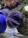 Mespilia globulus - Kugel Globulus Seeigel