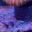 Netzreusenschnecke - Nassarius reticularis