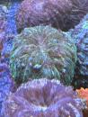 Acanthophyllia deshayesiana - Green Hornet - WYSIWYG 5