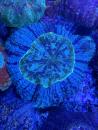 Acanthophyllia deshayesiana - Green Eye - WYSIWYG 6