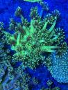 Goniopora Lobata - Neon Grün