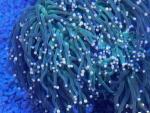 Euphyllia glabrescens - Grün mit Pinken Tips