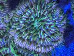 Fungia Sp. - Rainbow DNZ