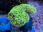 Euphyllia Ancora - Neon Grün