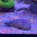 Nadelschnecke - Cerithium Sp.