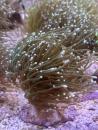 Euphyllia Glabrescens - Weiße Tips