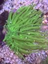 Euphyllia glabrescens - Toxic Green mit Pinken Tips