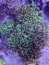 Euphyllia paradivisa / Fimbriaphyllia paradivisa