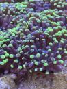 Euphyllia Paraancora / Fimbriaphyllia Paraancora Extrem Bi-Color
