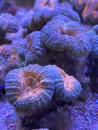 Lobophyllia corymbosa