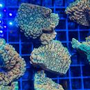Montipora Danae "Crazy T"