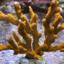 Montipora digitata "Rot"