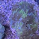 Plerogyra sinuosa - Blasenkoralle