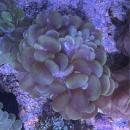 Plerogyra sinuosa - Blasenkoralle