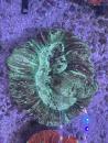 Trachyphyllia geoffroyi - Big Green - WYSIWYG 3