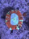 Trachyphyllia geoffroyi - Tri-Color - WYSIWYG 12