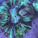 Trachyphyllia geoffroyi - Grün / Schwarz /Lila - WYSIWYG 4