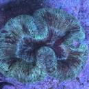 Trachyphyllia geoffroyi - Green - WYSIWYG 5