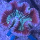 Trachyphyllia geoffroyi - Rosé 2 - WYSIWYG 3