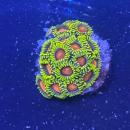 Zoanthus "Orange Dragon Eye"