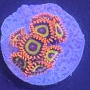 Zoanthus "Fruit Loops"