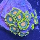 Zoanthus "Greenbay Packers"