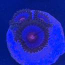 Zoanthus Blue Kisses / Miami Vice