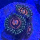 Zoanthus Rainbow Incerator