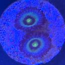 Zoanthus "Frozen Nebula"
